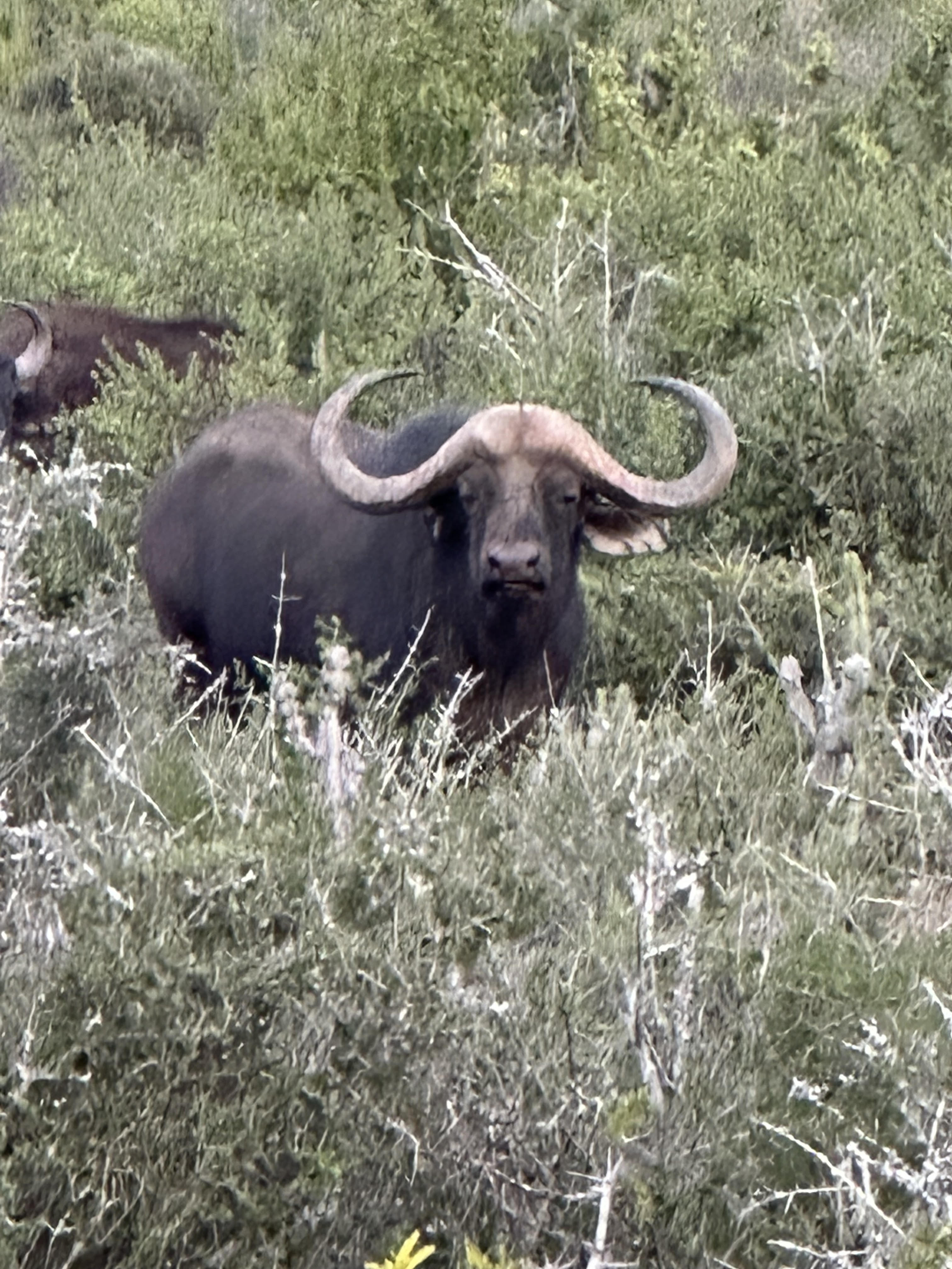 Cape Buffalo.jpg