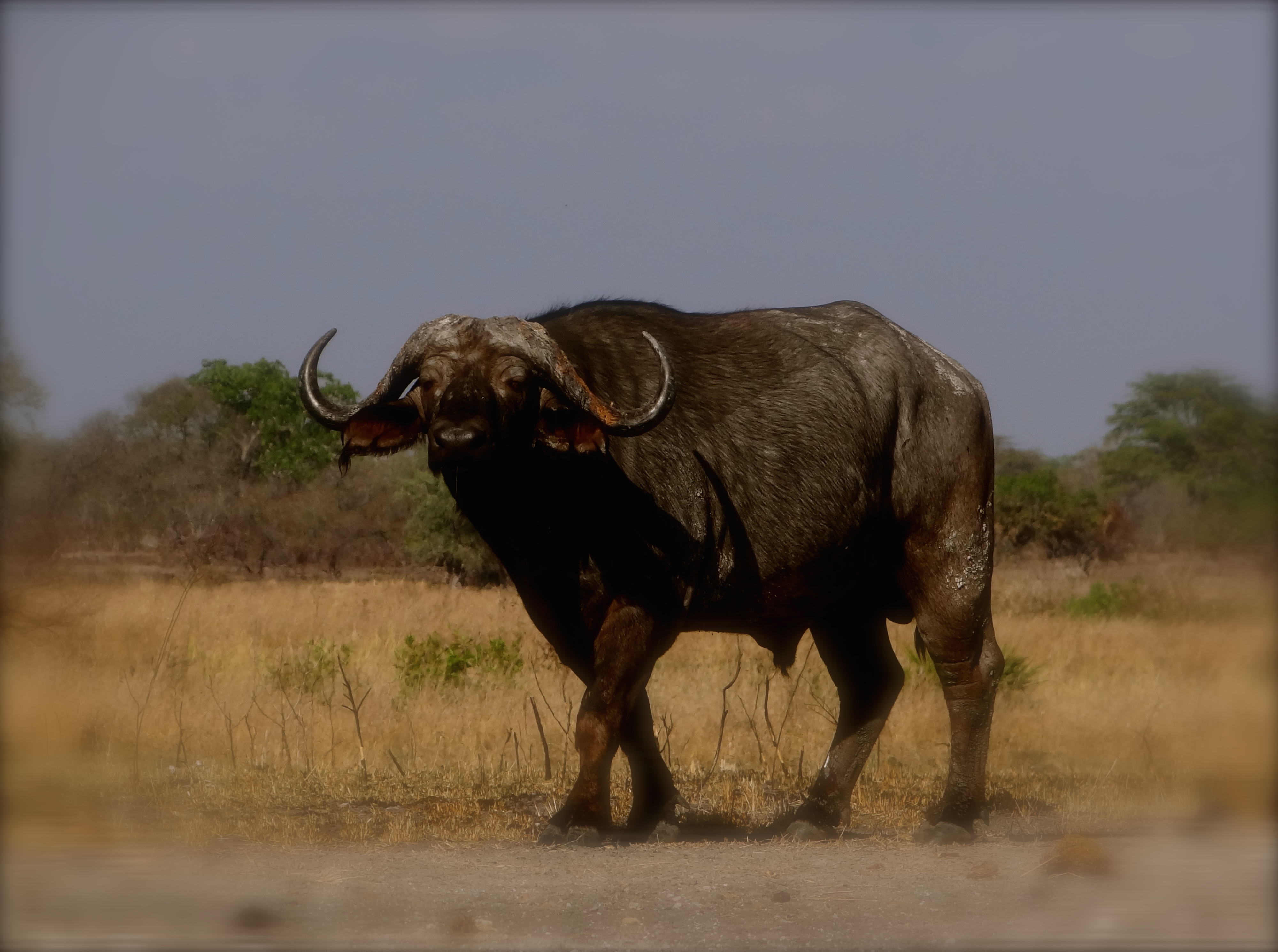 cape buffalo2.JPG