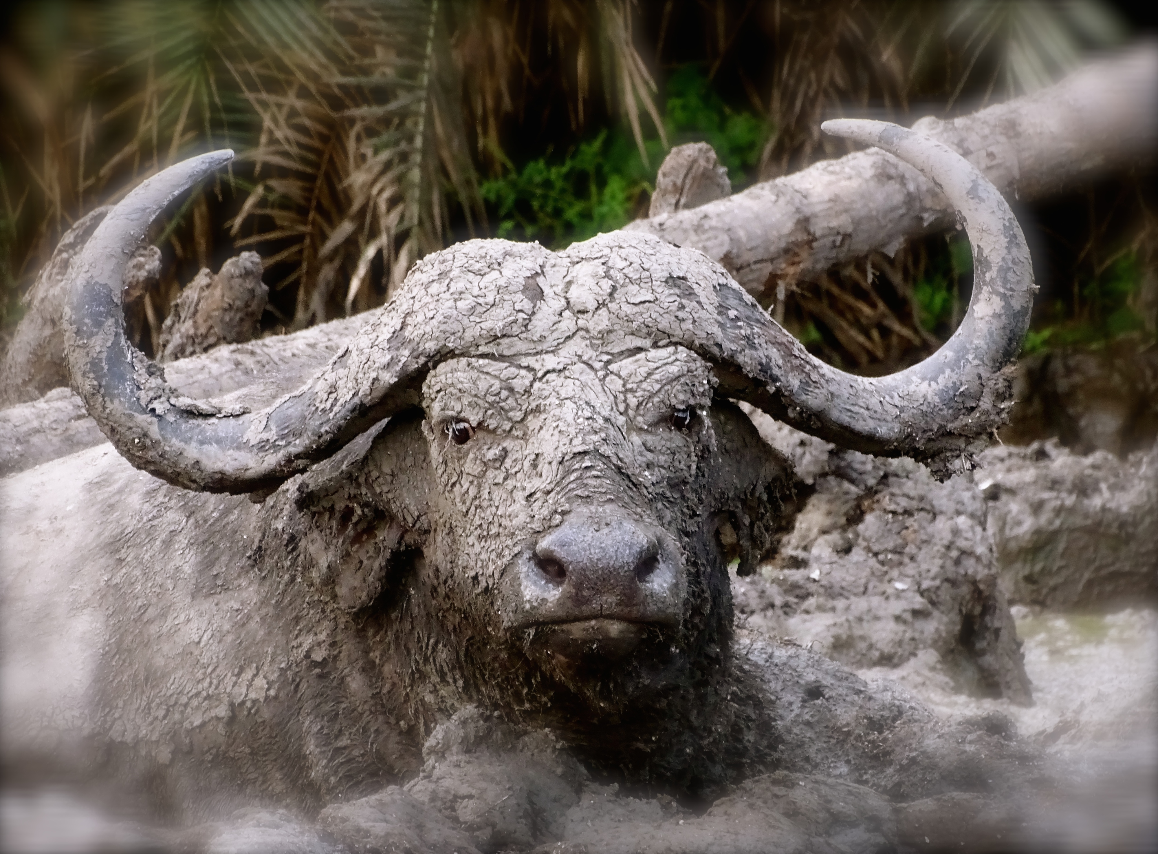 cape buffalo4.JPG