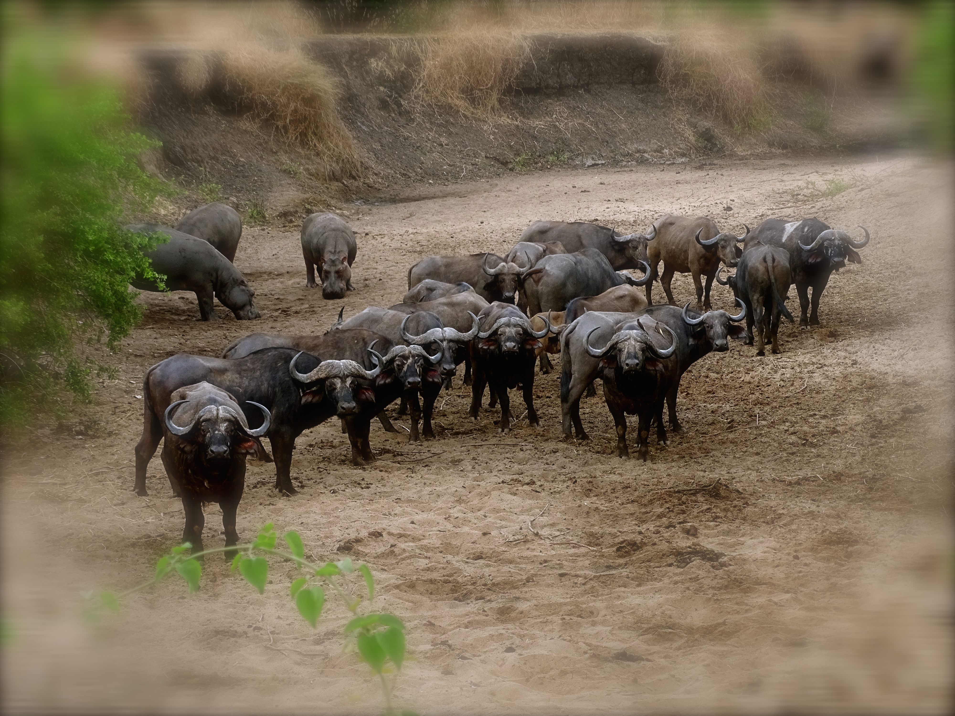 cape buffalo5.JPG