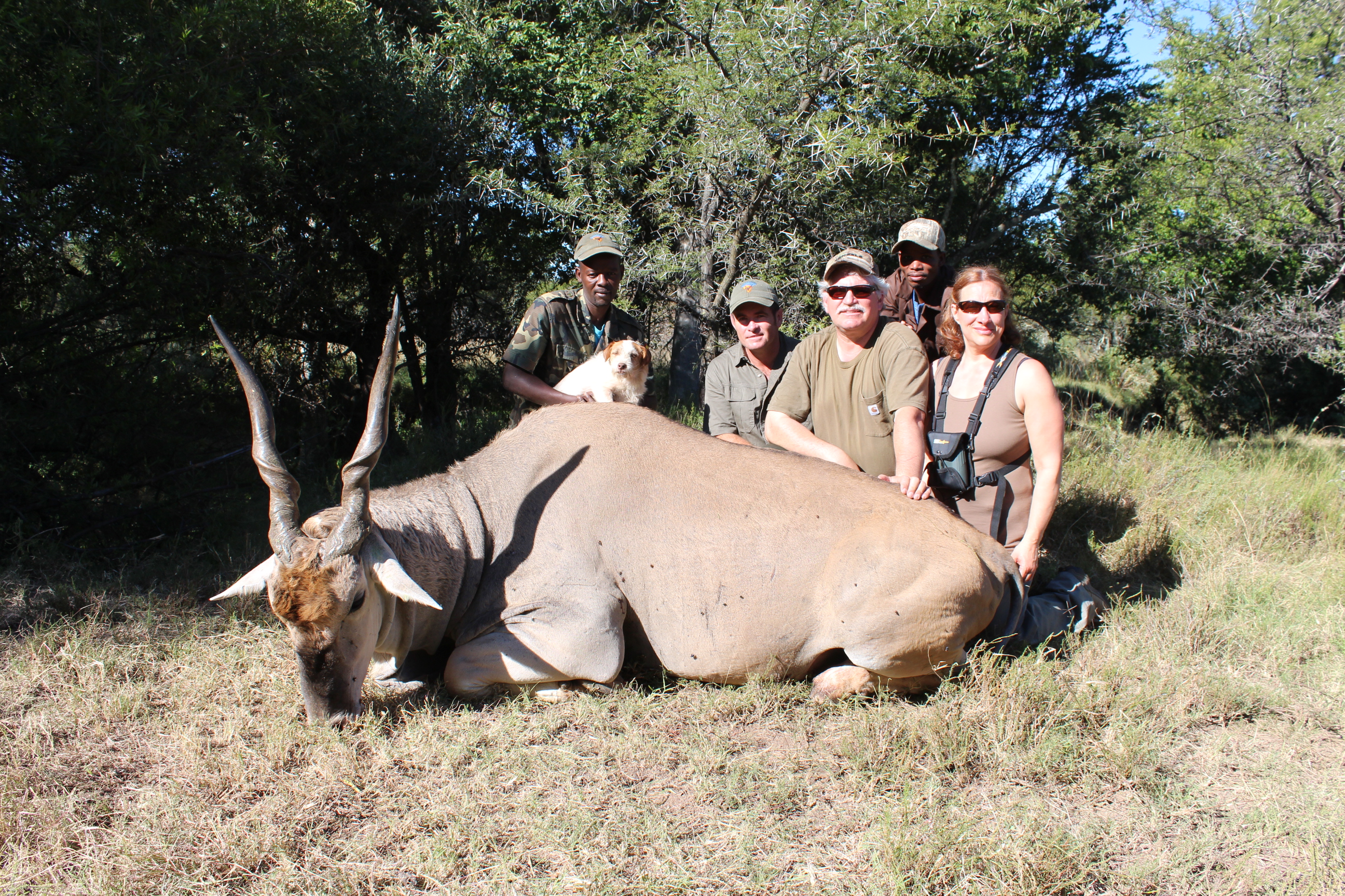 Cape Eland April 2014.jpg