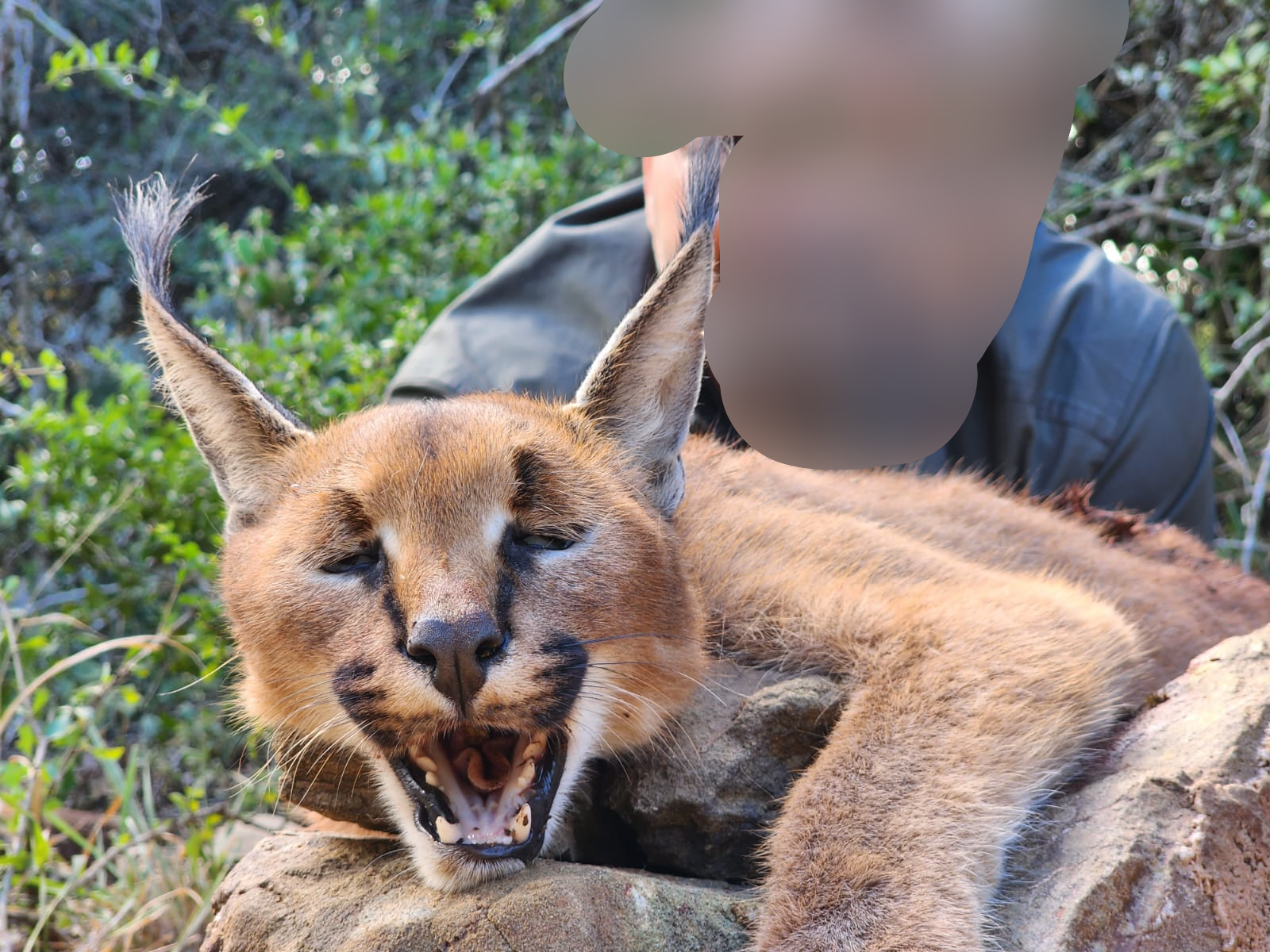 Caracal.png