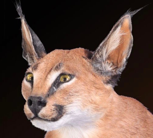 caracal_shoulder_mount.jpg