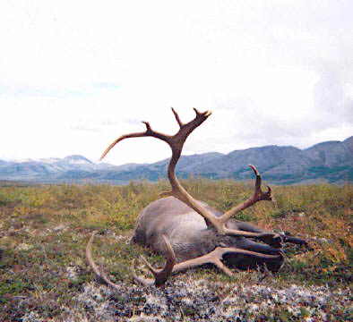 caribou front  3.JPG