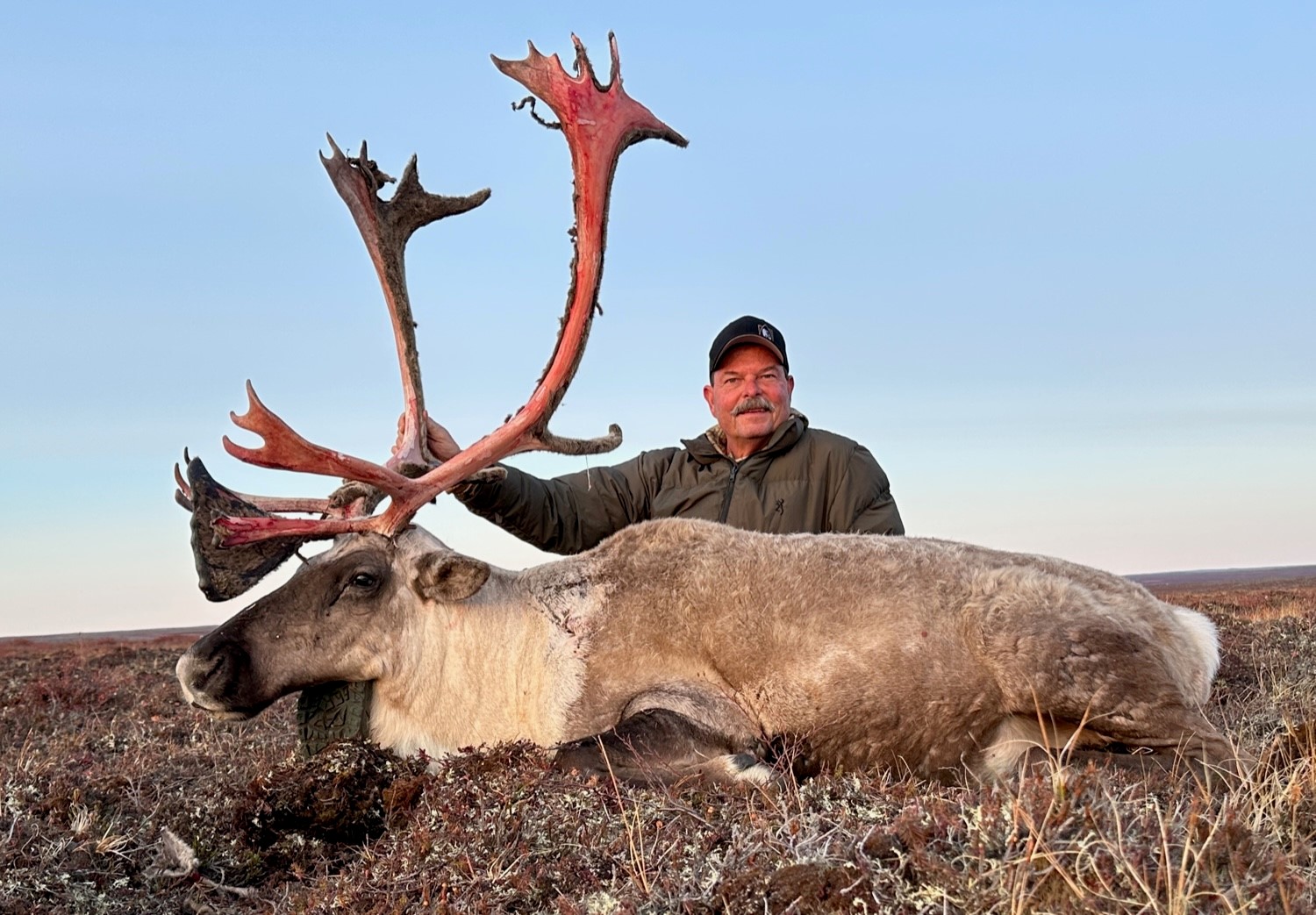 Central Barren Ground Caribou.jpg