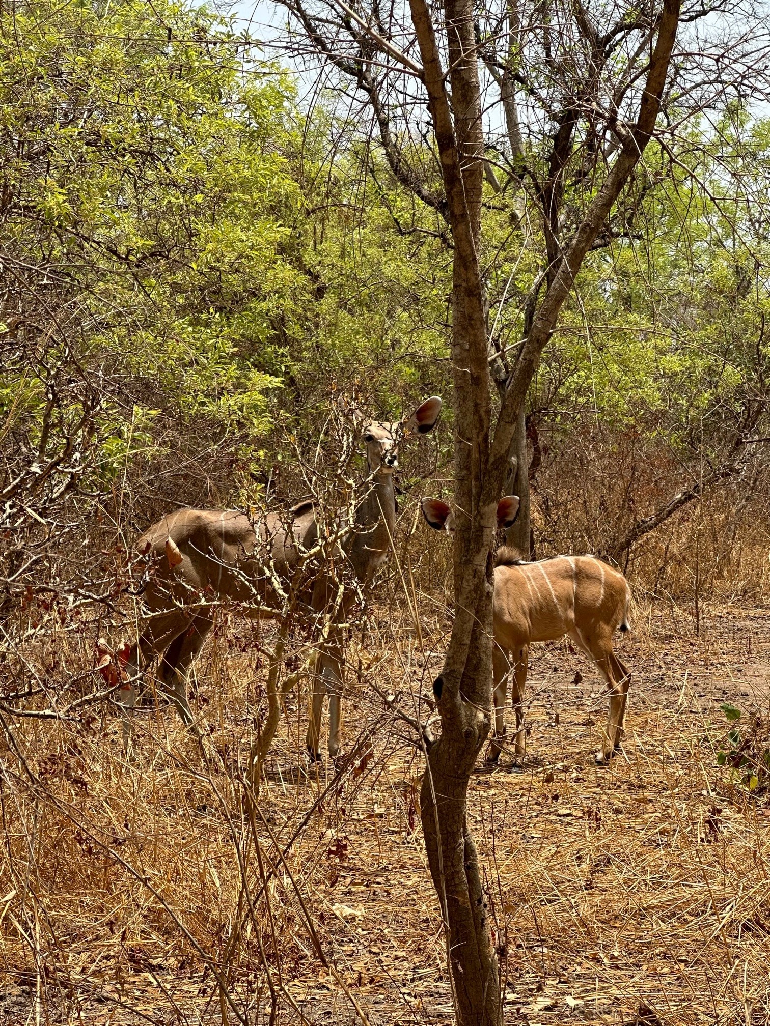 Chad Kudu Cow calf.jpg