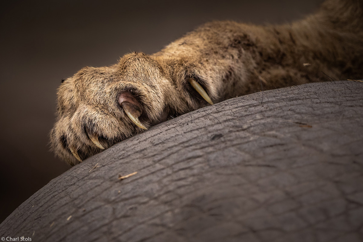 Charl-Stols-lion-cub_s-claws-elephant-Okavango-Delt-Botswana-2.jpg