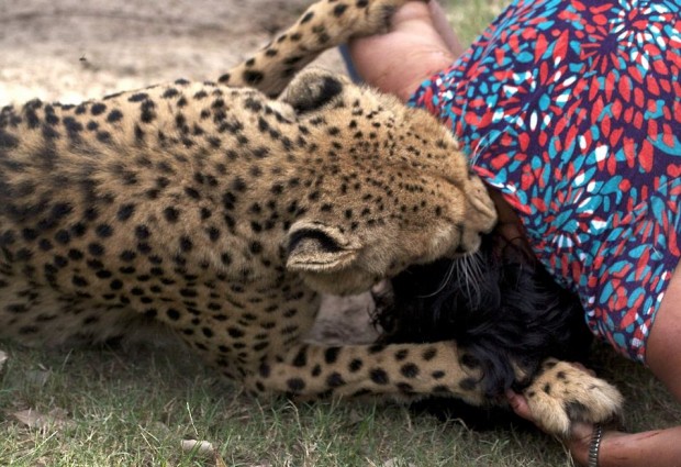 Cheetah-Attack_Daily-Mail_3-620x425.jpg