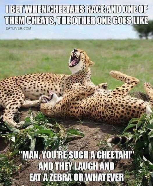 cheetah meme.jpg