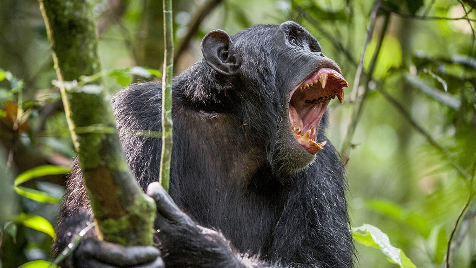 chimp-1-iStock.jpg