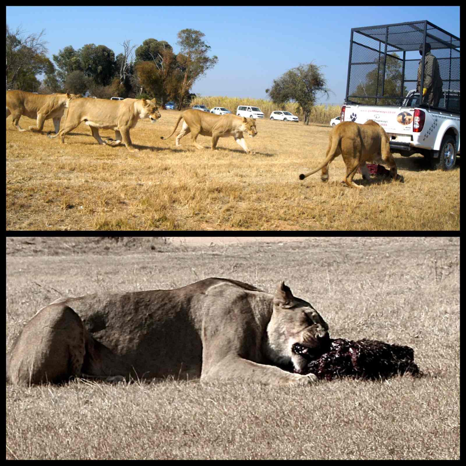 collage+feeding+time.jpg