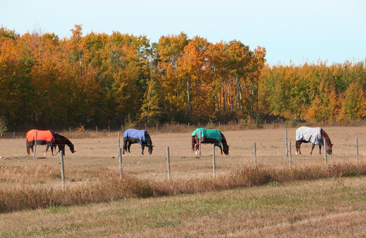 Coloured Horses.jpg