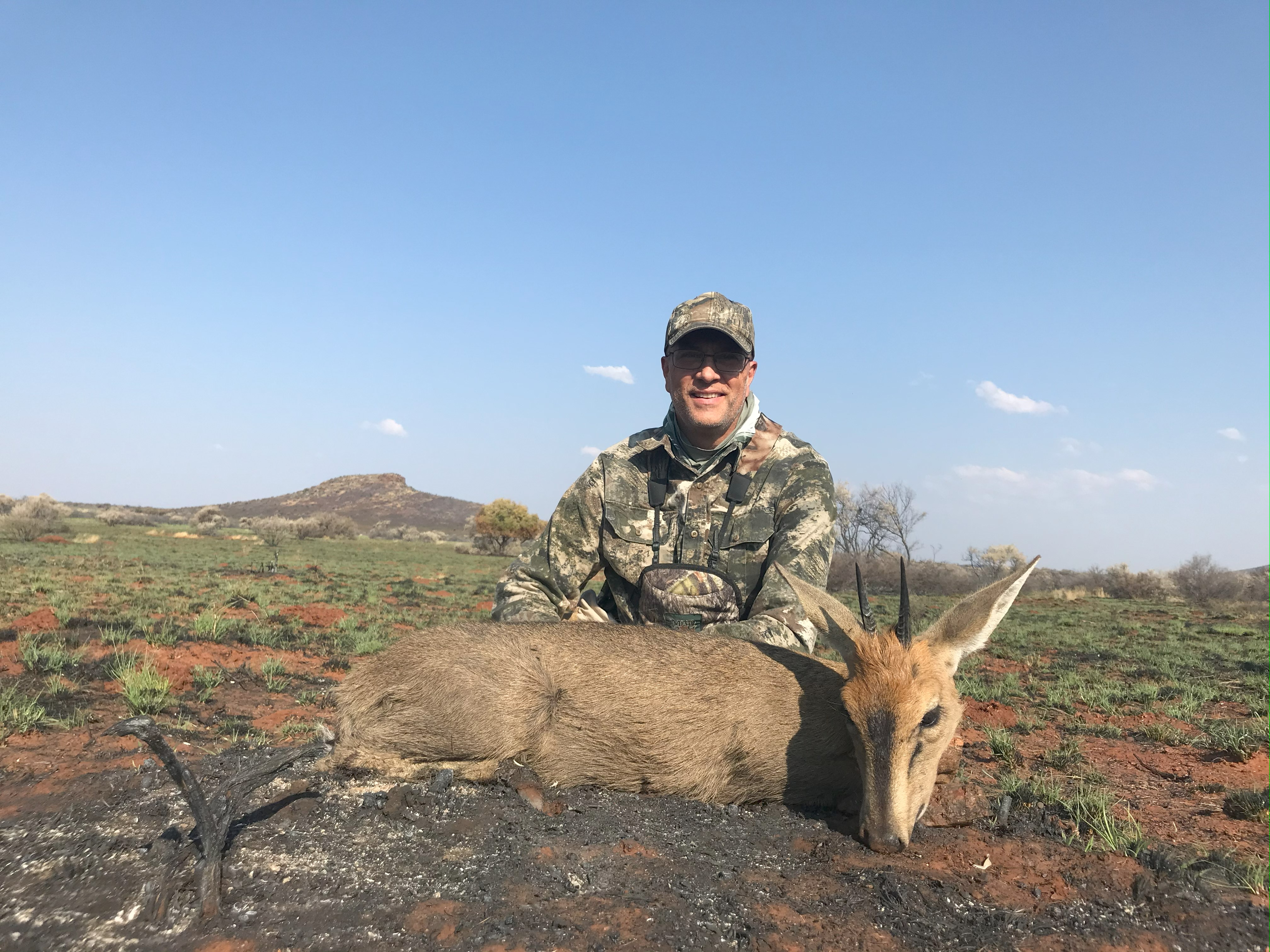 Common (grey) duiker.jpeg