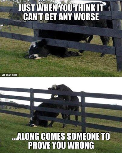 COWS bad day.jpg