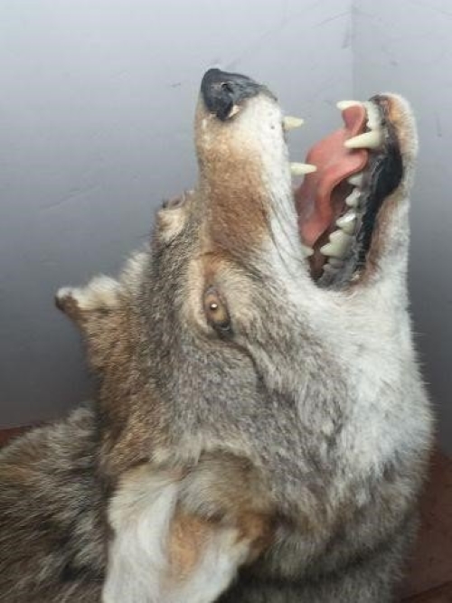 For Sale Howling Coyote Full Body | AfricaHunting.com