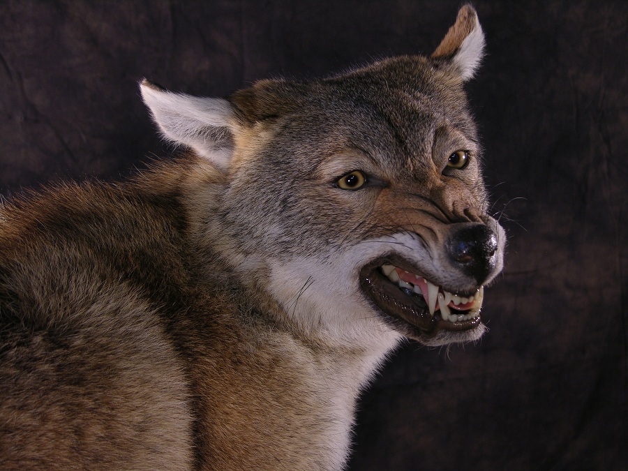 Coyote_taxidermy_2.jpg