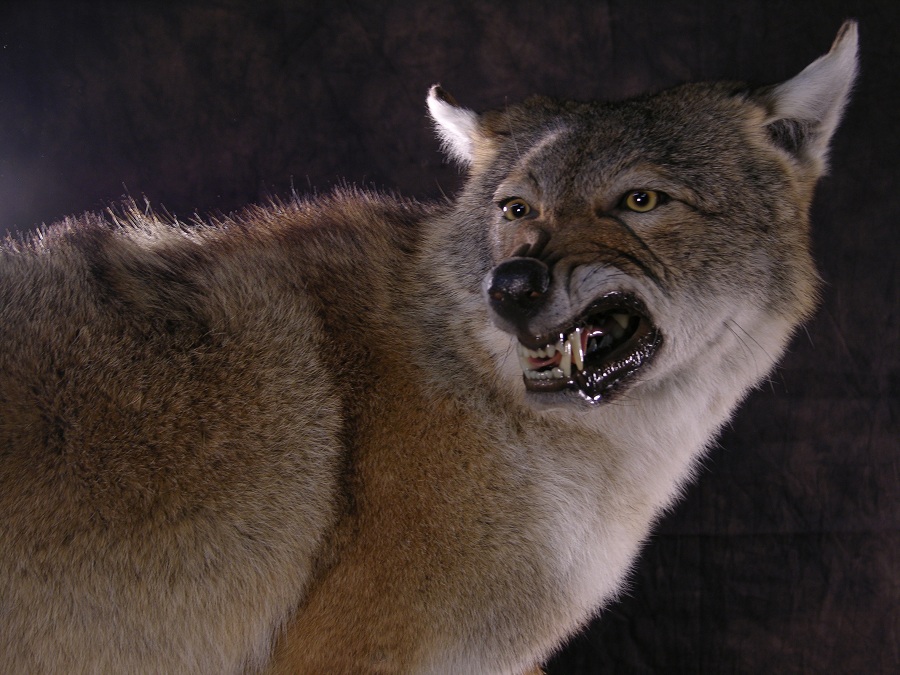 Coyote_taxidermy_3.jpg