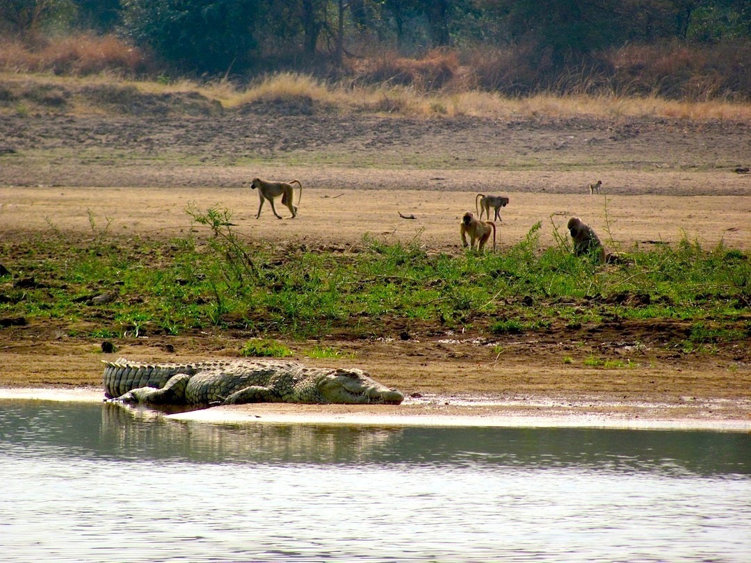 Croc and baboons Luangwa Zambia .jpg