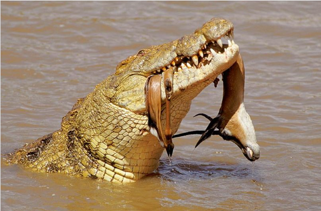 croc lunch.png