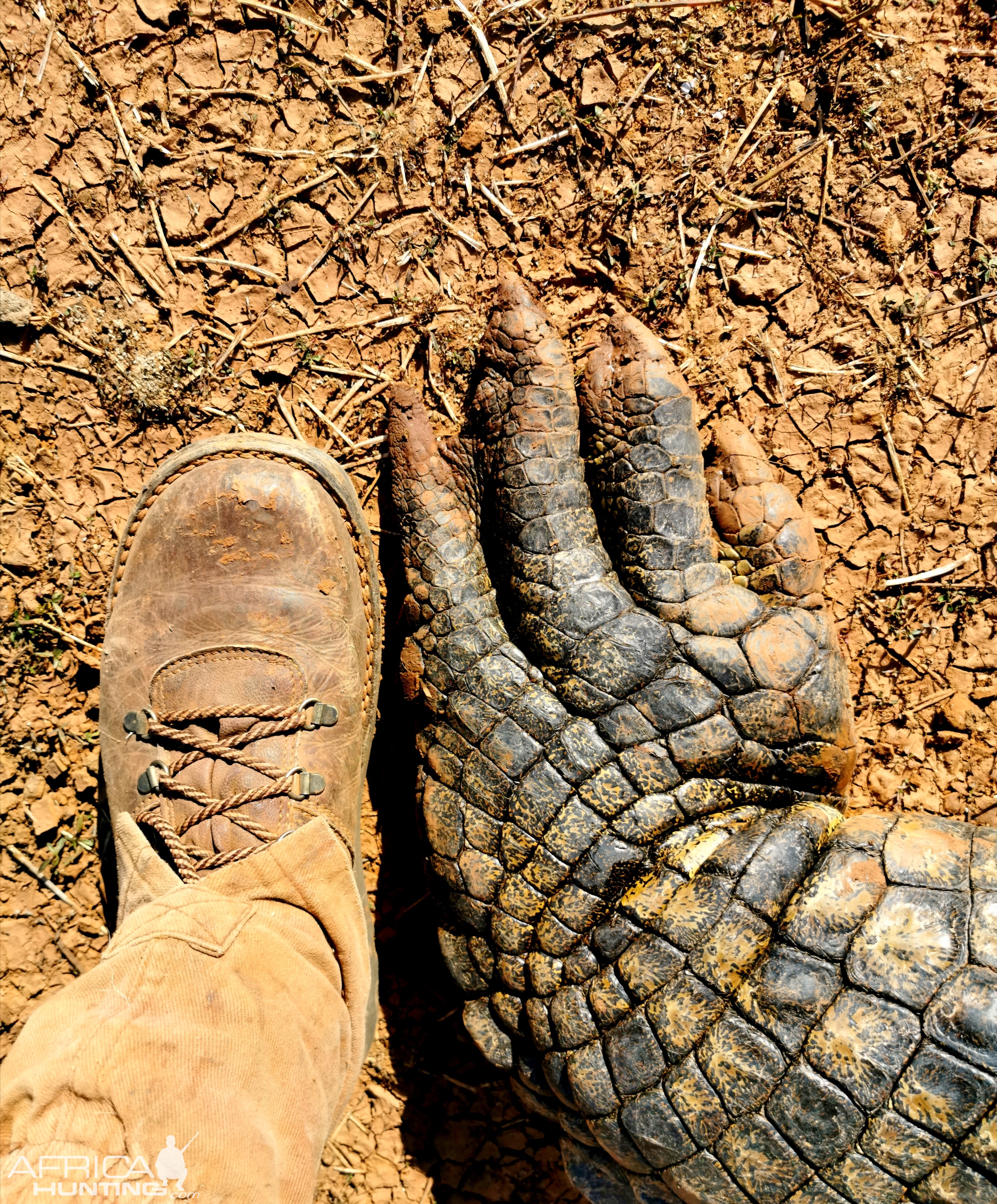 Crocodile Feet compared to Size 11 boot.jpg