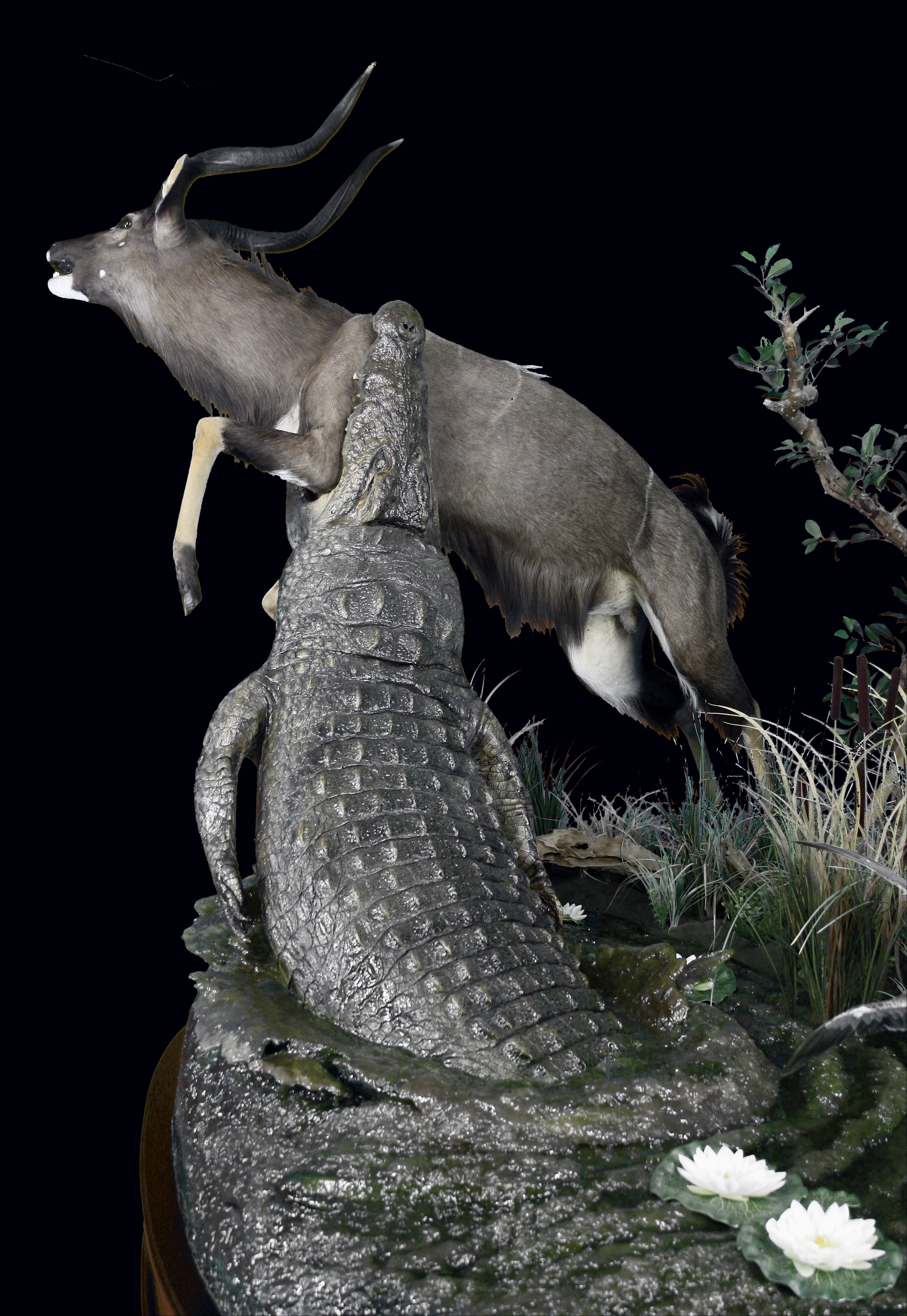 Crocodile_Nyala Combination Full mount - aa025.jpg