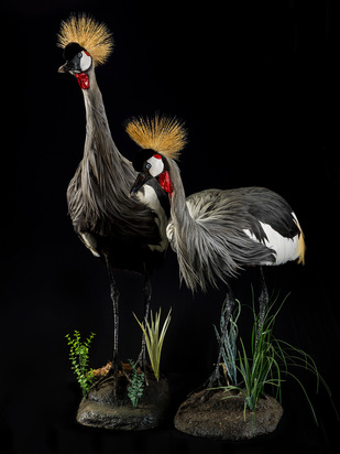 Crowned Crane.jpg