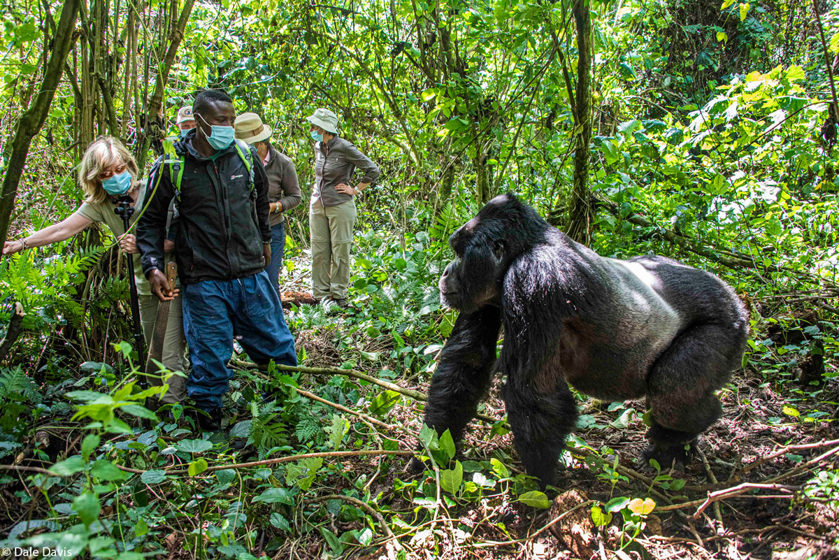 Dale-Davis-Rugendo-Lowland-gorilla-with-tourist-group-Mt.-Mikeno-Democratic-Republic-of-the-Co...jpg