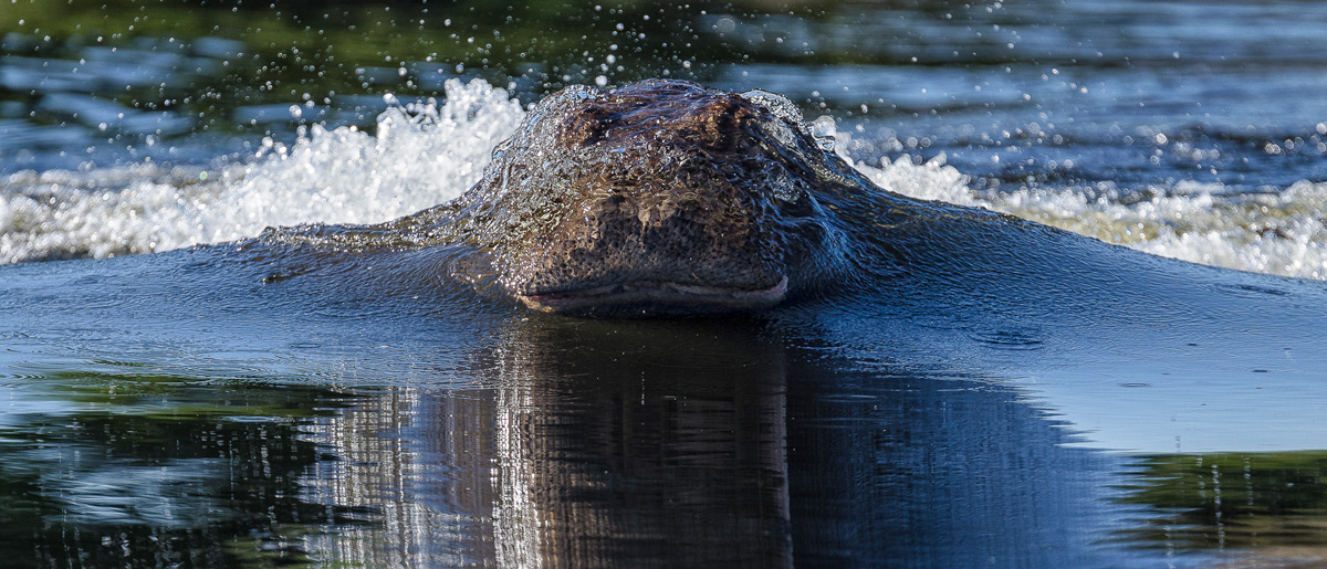 Deena-Sveinsson-Hippo-Chobe-River-2.jpg