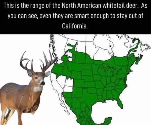 deer meme.jpg