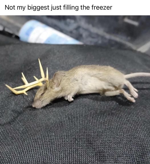 deer rat meme.jpg