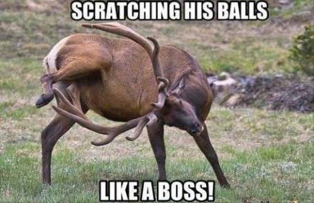 deer-scratching-his-balls.jpg