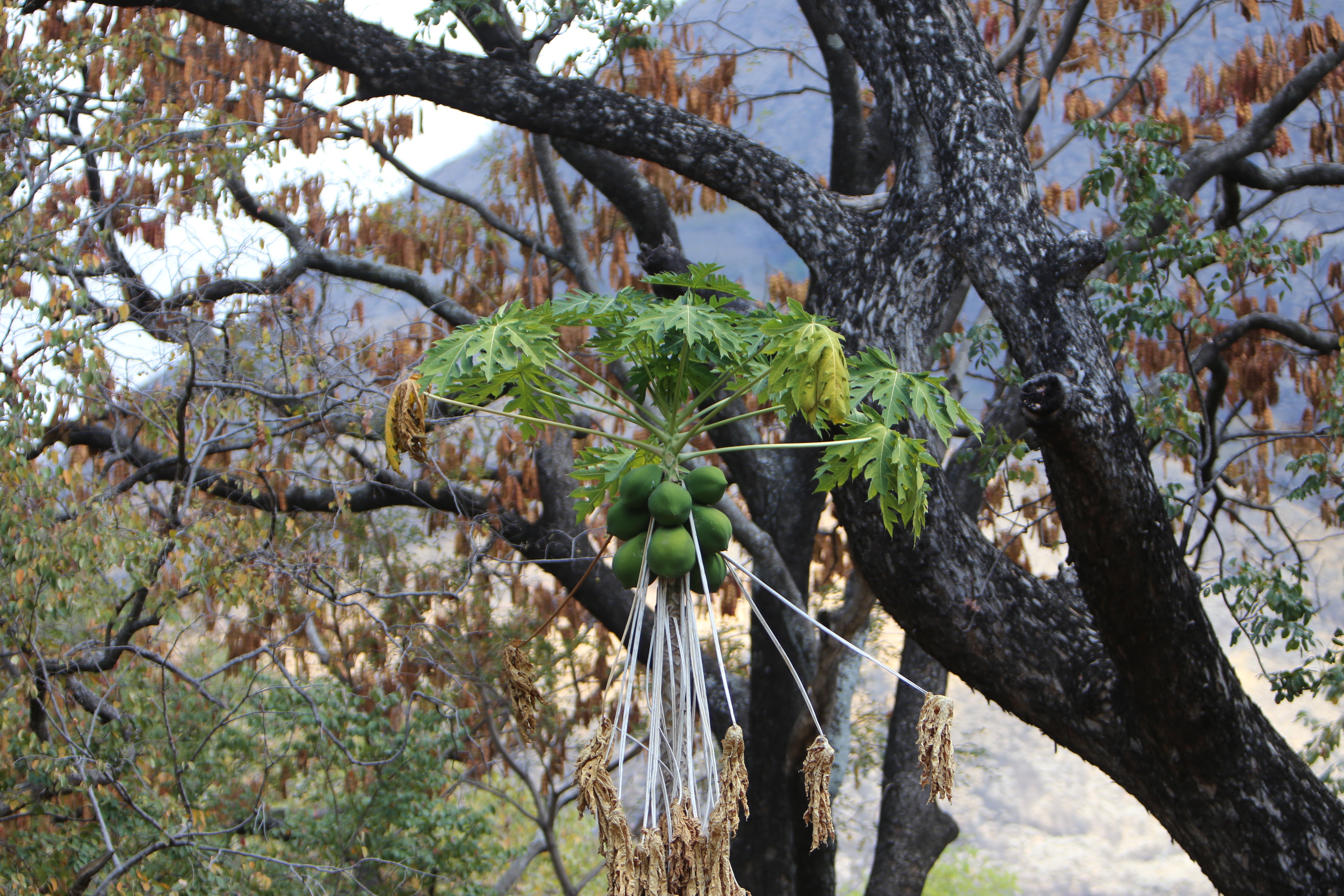 Dessert tree.jpeg