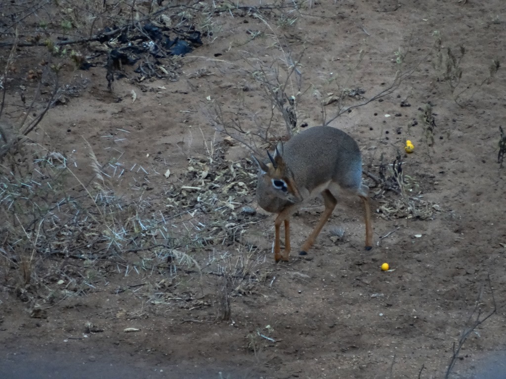 dik dik.JPG