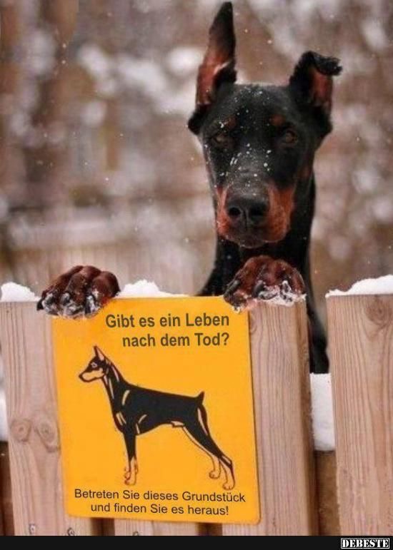 Dobermann.jpg