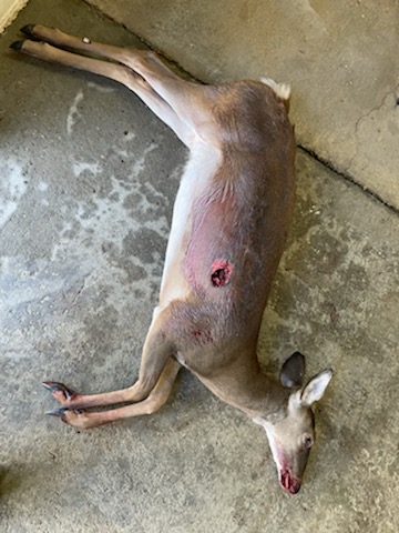 doe shot.JPG