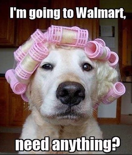 dog_walmart.jpg