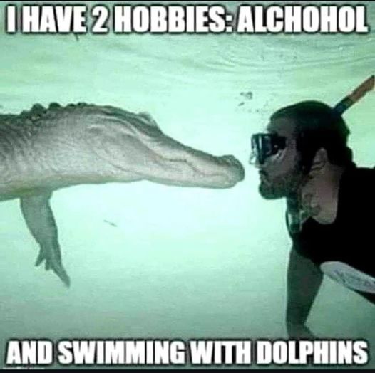 dolphines meme.jpg