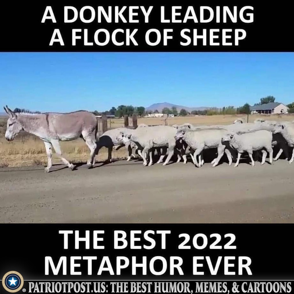 donkey sheep.jpeg