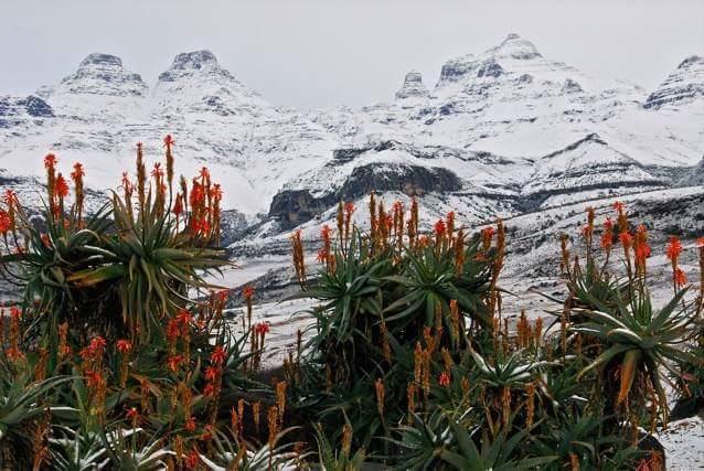 Drakensberg-snow.jpg