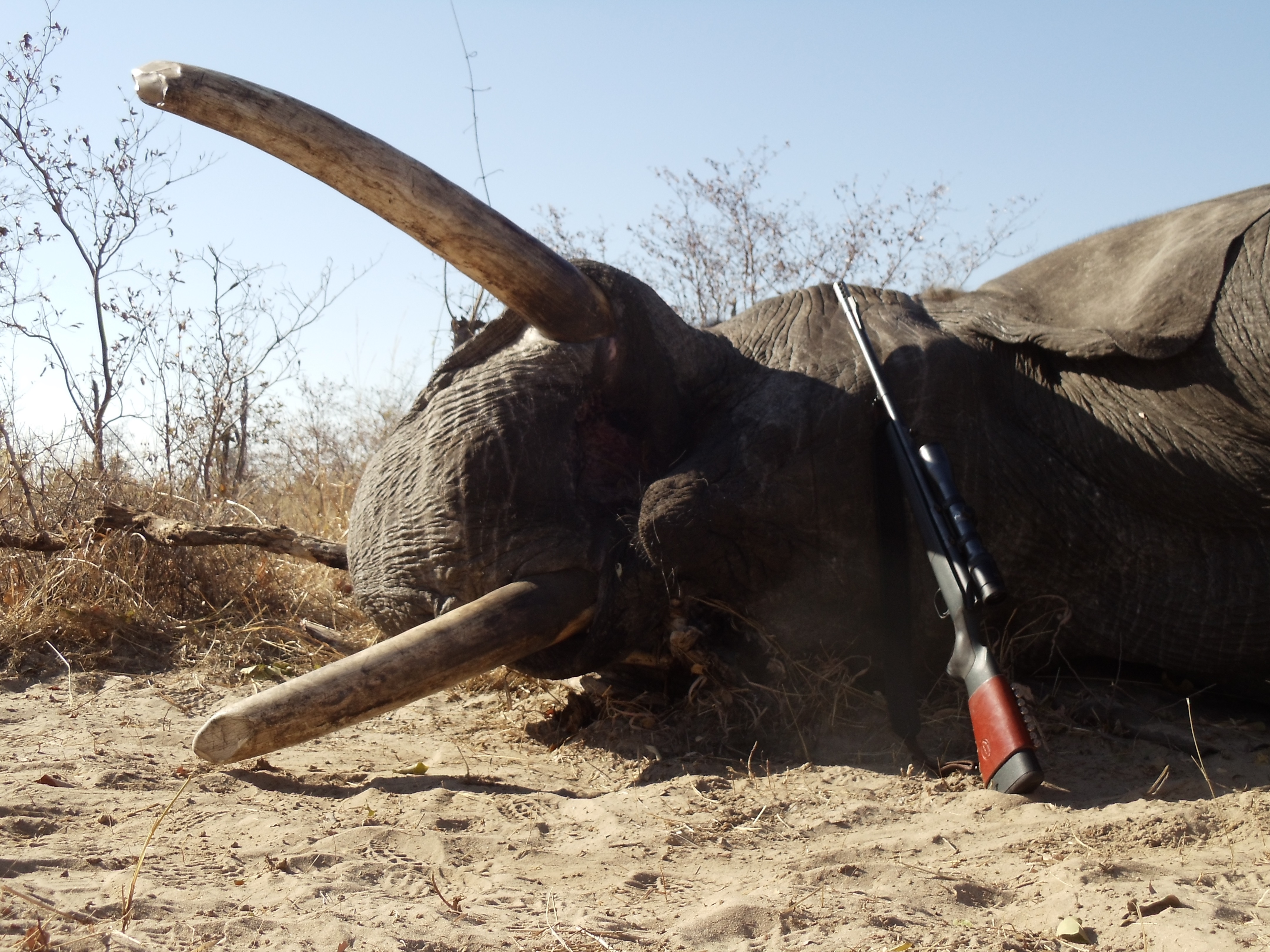 Caprivi Trophy Elephant Hunt Safari 2017 | AfricaHunting.com