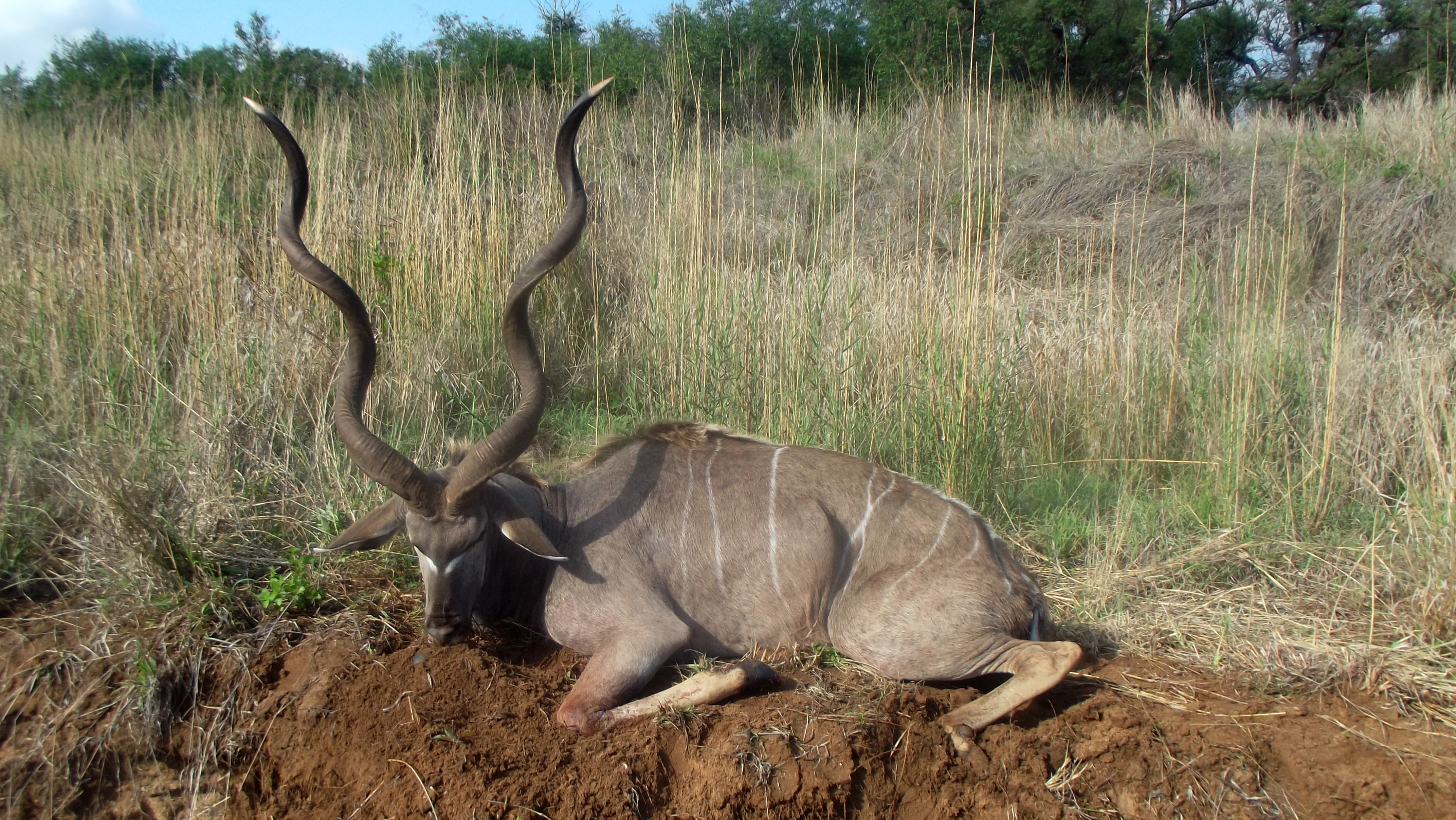kudu bull africa south limpopo africahunting hunting safaris taken very