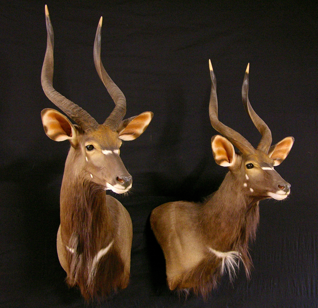 Artistry Of Wildlife Taxidermy Studio AFRICAN AfricaHunting Com   Dscn2486 2 Zps6jrgigg5 Jpg.157276