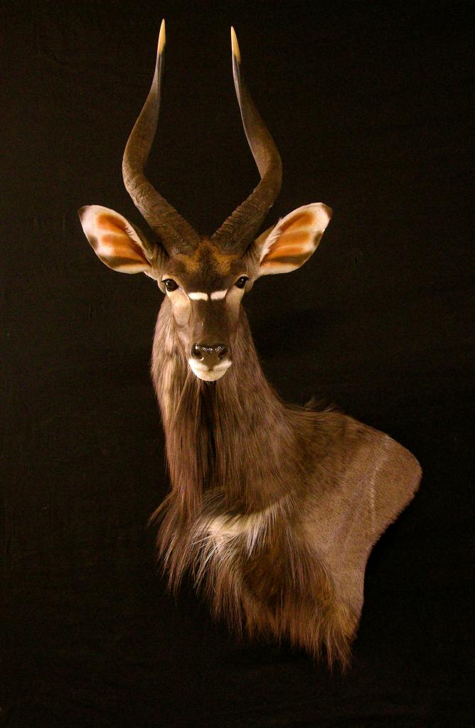 Nice Nyala Shoulder Mount Taxidermy | AfricaHunting.com