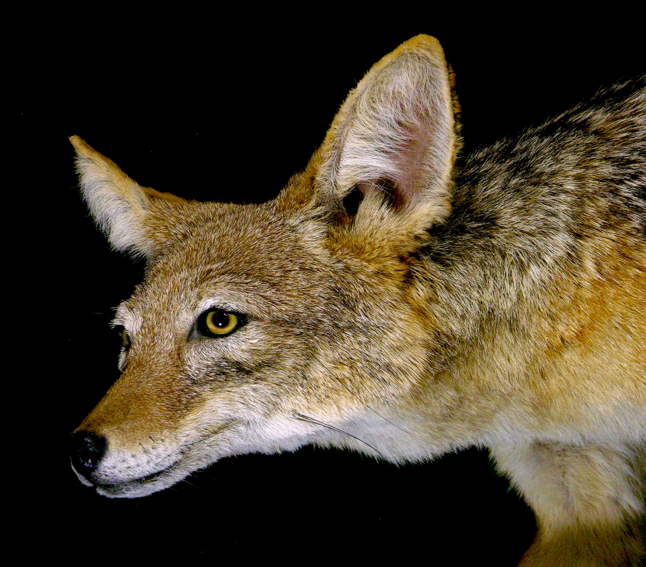 African Jackal Mount | AfricaHunting.com