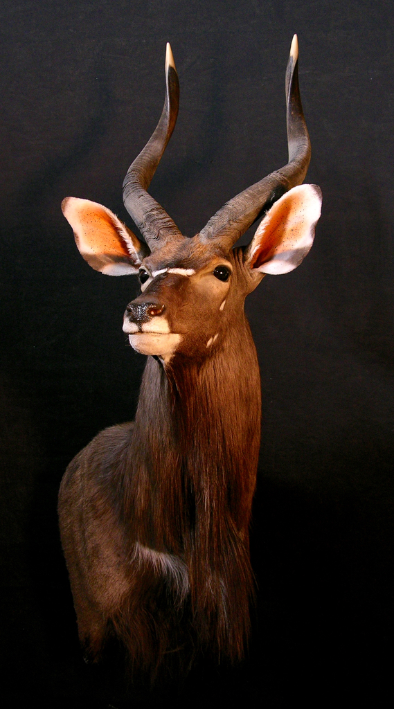 wildlife artistry taxidermy        
        <figure class=