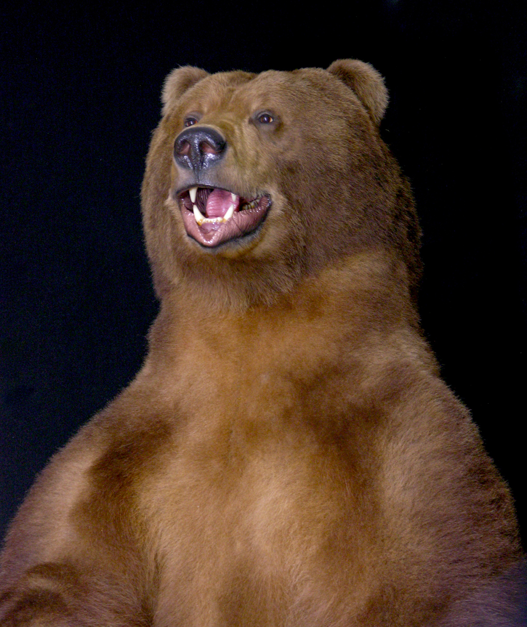 full mount bear taxidermy