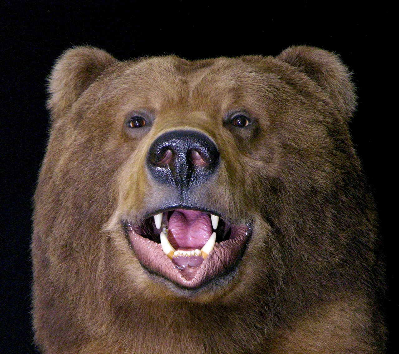 full bear taxidermy