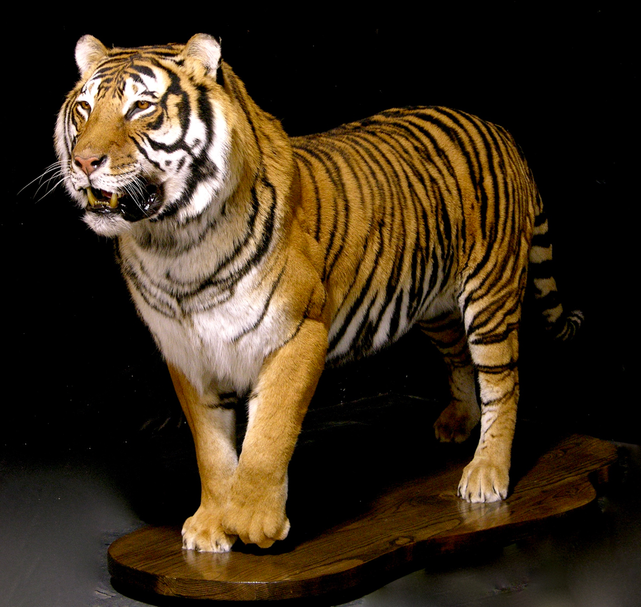 white tiger taxidermy