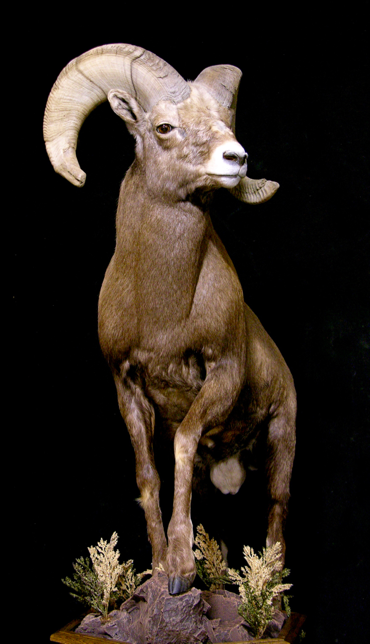 Life Size Bighorn Sheep Taxidermy Mount Sunday Delivery