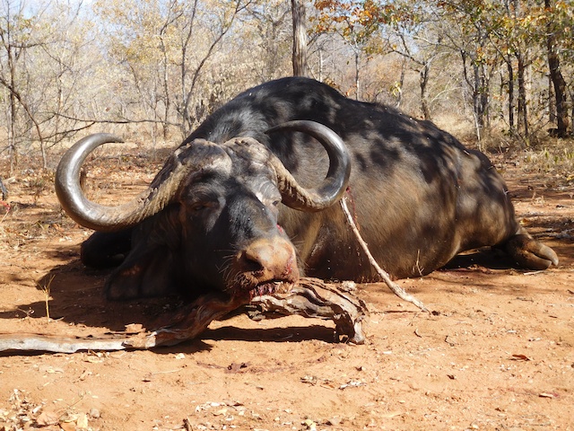 Cape Buffalo Hunt $7,995 | AfricaHunting.com